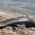 Nεκρό δελφίνι εντοπίστηκε από τη Λιμενική Αρχή Πρέβεζας 