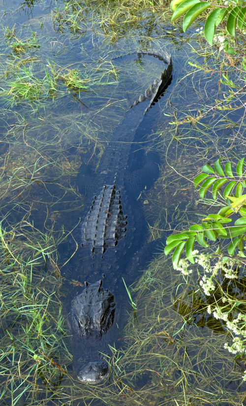 QuiltinCats Looking An Alligator In The Eye (Key West, FL)