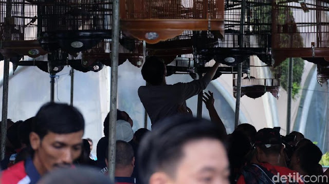 Jokowi menaikkan sangkar burung murai ke tempat perlombaan. Jokowi menaikkan sangkar burung murai ke tempat perlombaan.