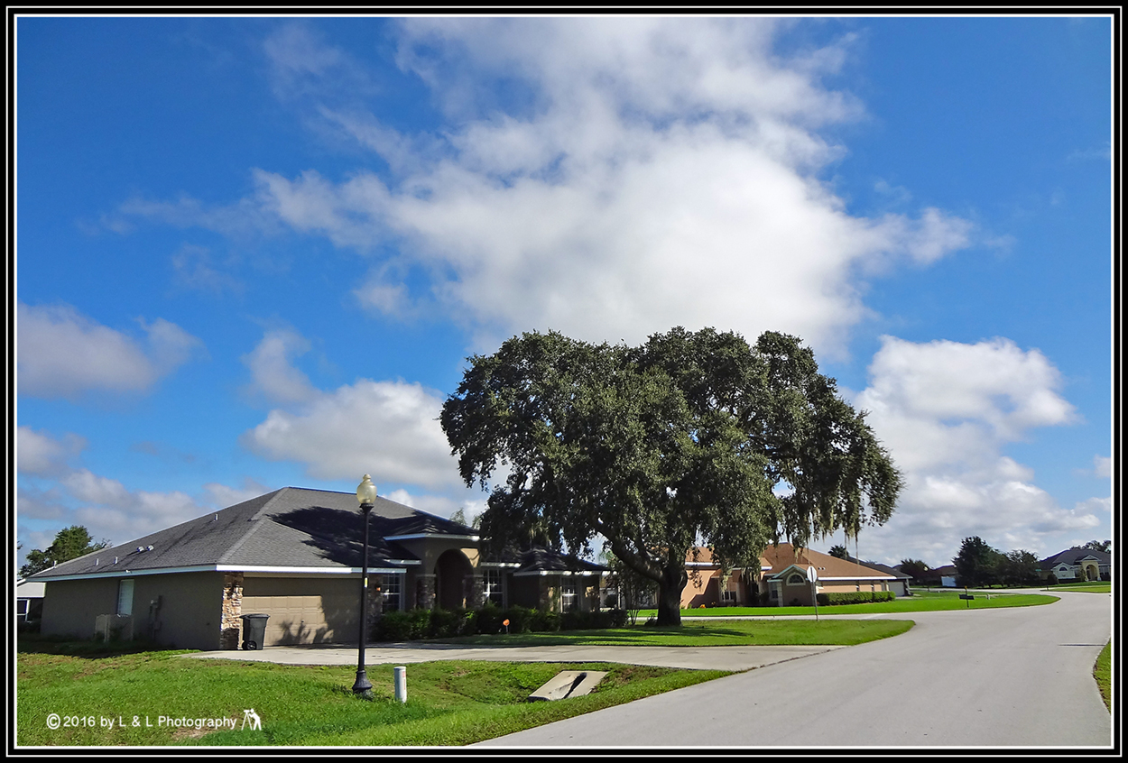Ocala, Central Florida & Beyond Bent Tree Tree