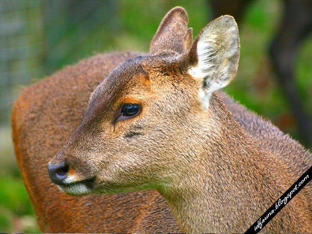 Rusa Bawean, Fauna Khas Jawa Timur | ID Fauna