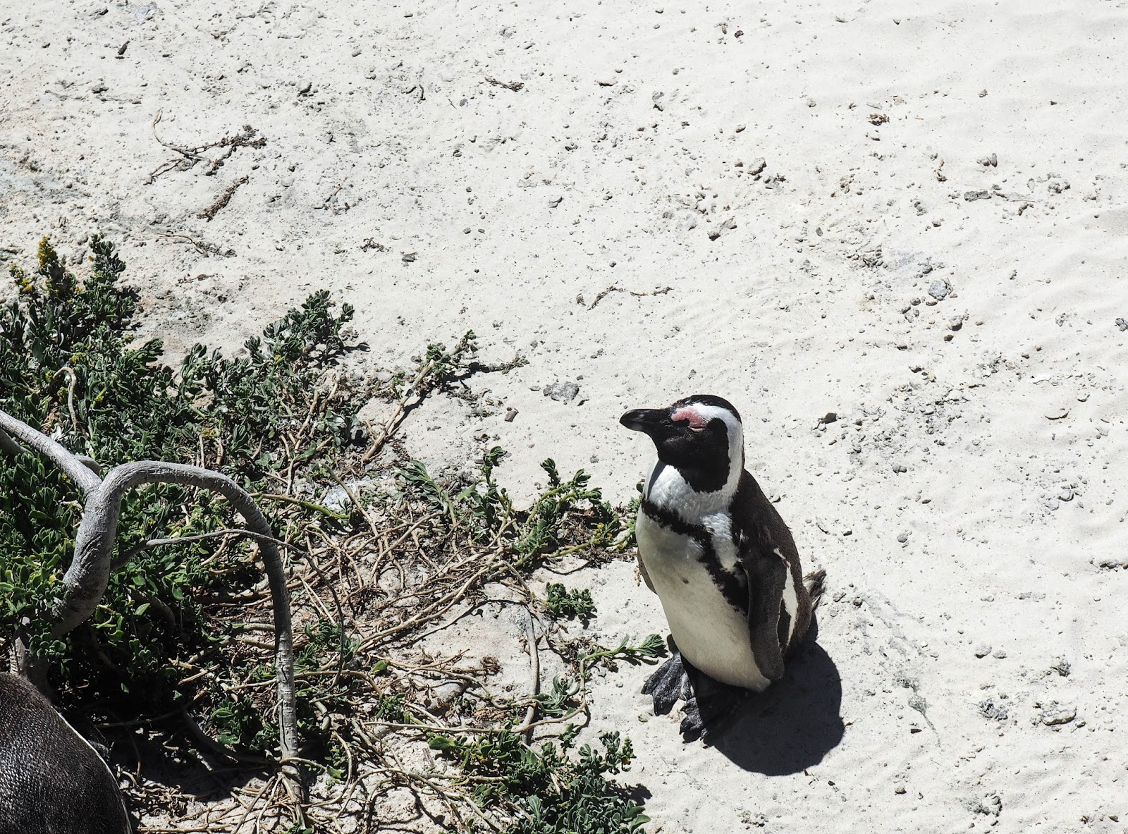 pingviini penguin kapkaupunki cape town etelä-afrikka south africa simon's town