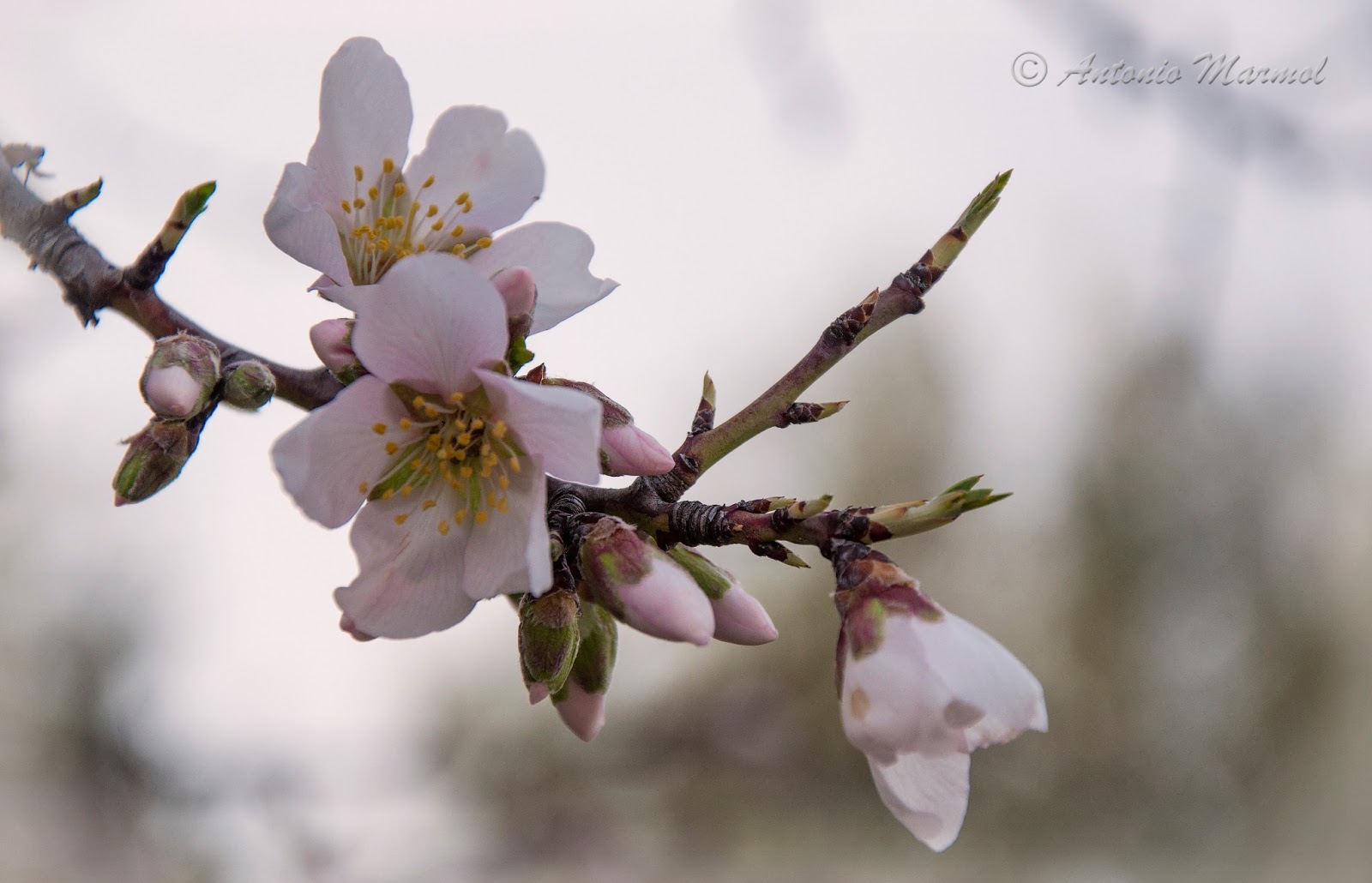 Candilazos Flores de Almendro