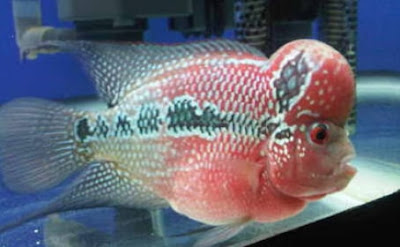 Ikan louhan Ikan Louhan Stress