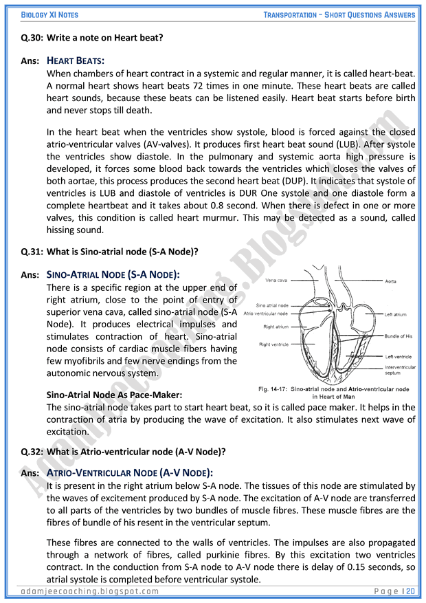 transportation-short-question-answers-biology-11th