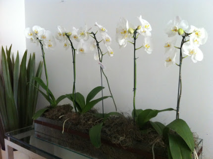 Arranjo de orquídea.
