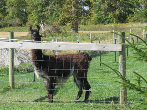 llama