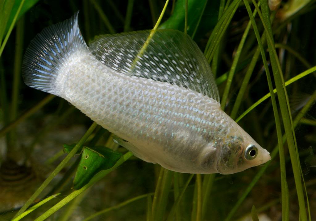 Can Mollies Eat Tropical Fish Food Can Mollies Eat Tropical Fish Food