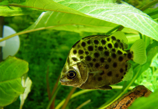 ini dia ikan hias ruby yang cantik serta mudah ini dia ikan hias ruby yang cantik serta mudah
