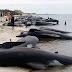Hundreds of Whales Are Dead Following a Horrific Mass Stranding in New Zealand