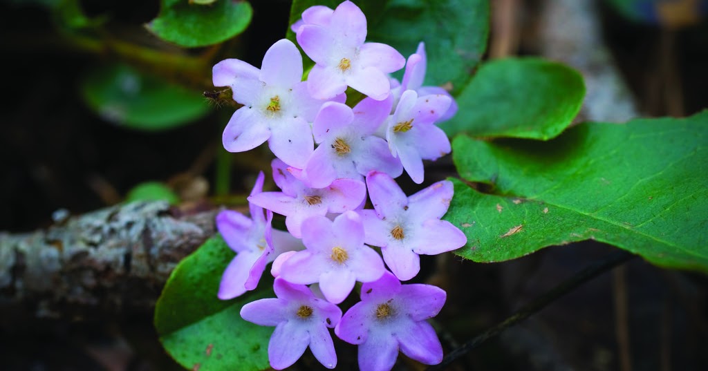 Earth and Space News North American Mayflower Gardens and Woodlands