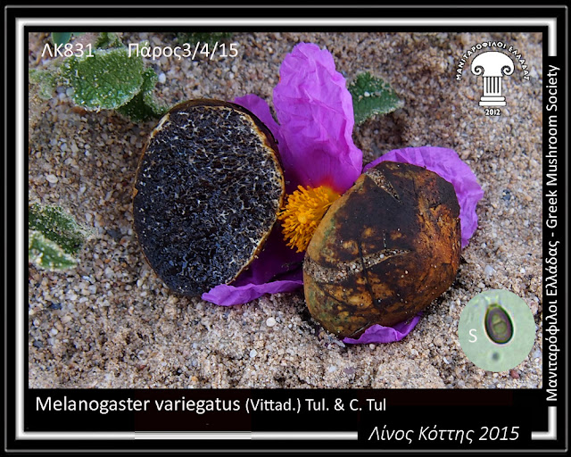 Melanogaster variegatus (Vittad.) Tul. & C. Tul.