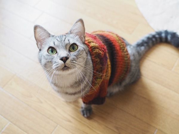 こちらを見上げているサバトラ猫