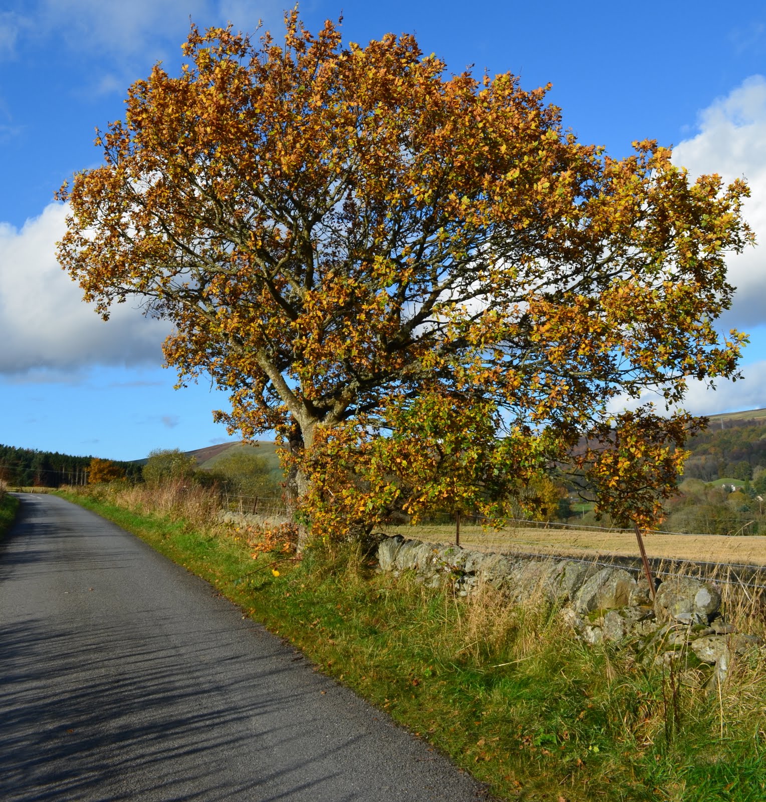 Tour Scotland Tour Scotland Photographs Autumn Trees Rural Perthshire