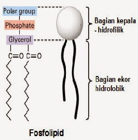 struktur fosfolipid