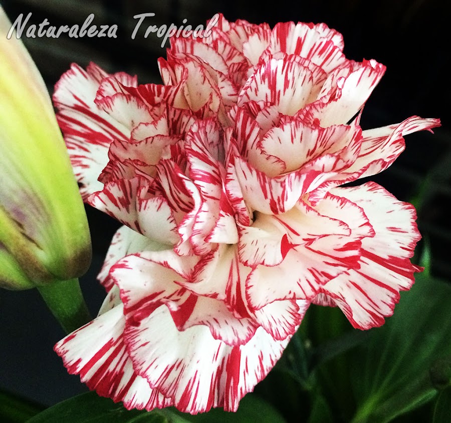 Variedad de una flor del Clavel Español, Dianthus caryophyllus