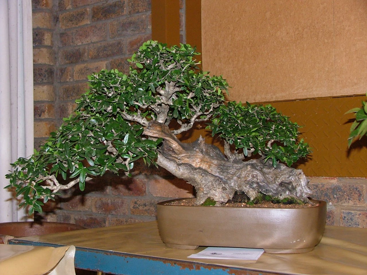 LENNARD'S BONSAI BEGINNINGS. Olea europaea spp. africana(Olienhout