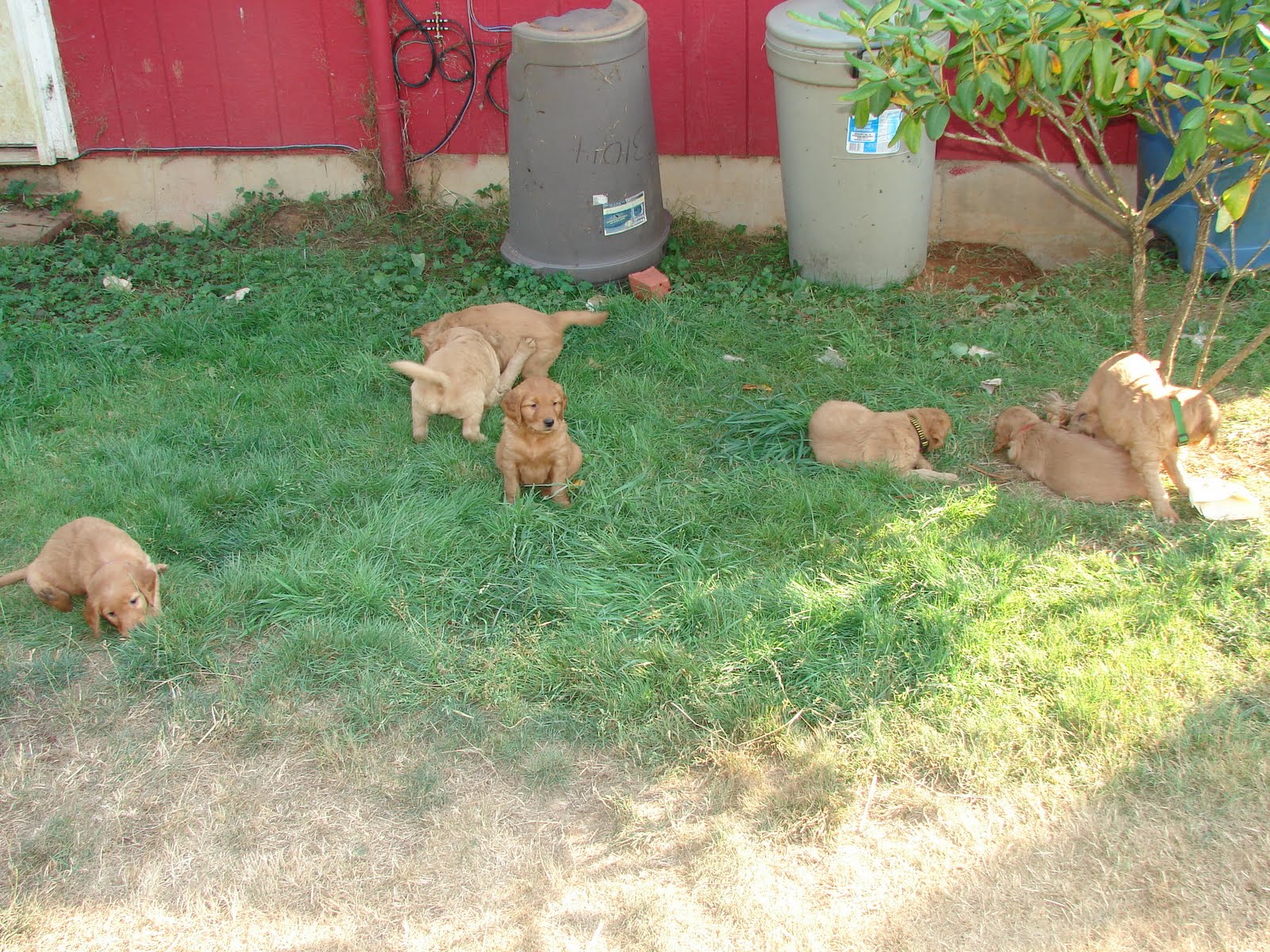 Hummingbird Hill Puppies