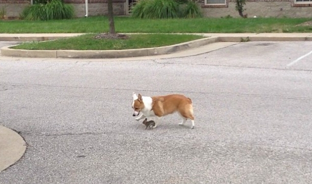 White Wolf : Adorable moment a corgi adopts a tiny wild bunny rabbit ...