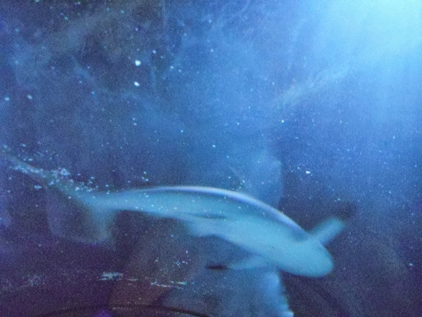 Miquelli's Amerikablog Activiteit Sealife Aquarium Carlsbad, Californië