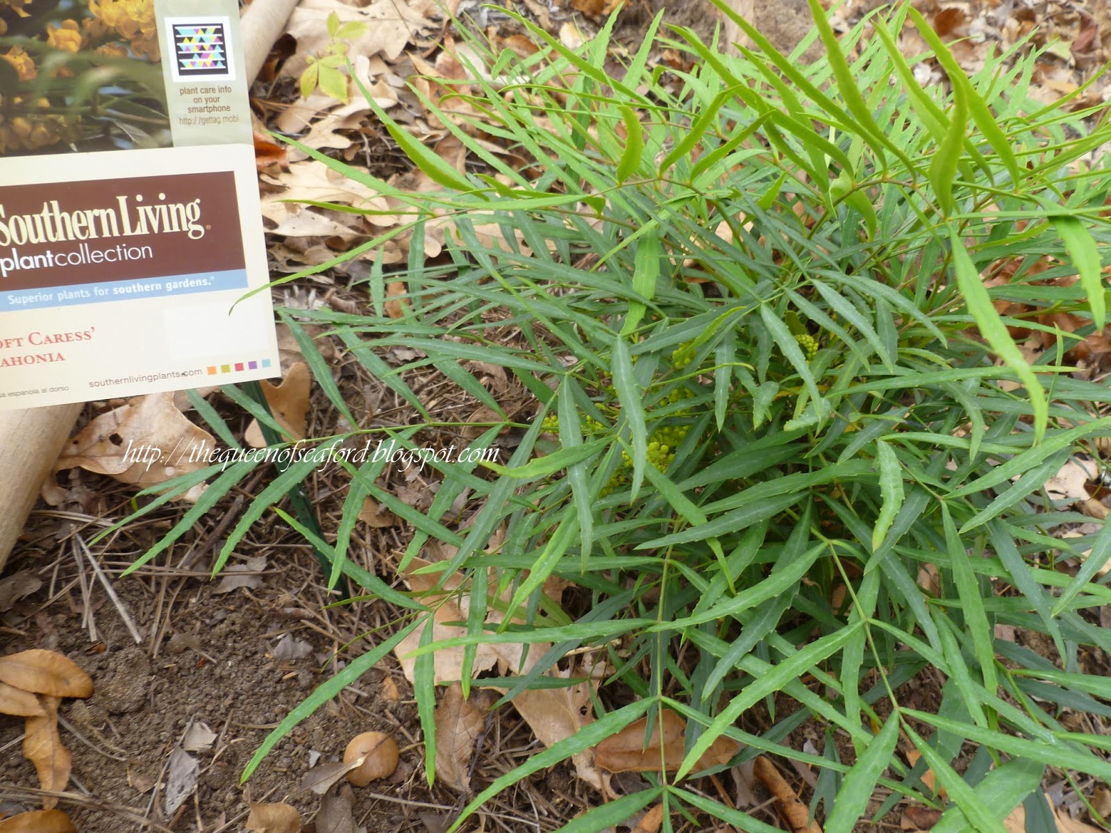 The Rainforest Garden 8 Reasons To Plant Groundcovers