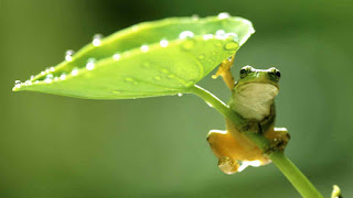 beautiful frog background hd for free dowwnloads