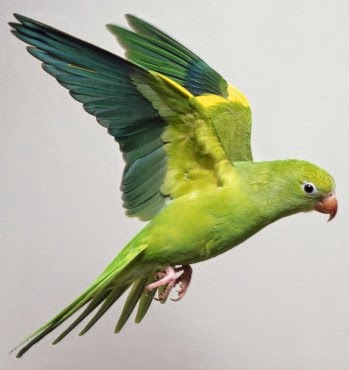 http://www.altairgate.com/2023/01/aneka-macam-warna-burung-parkit.html