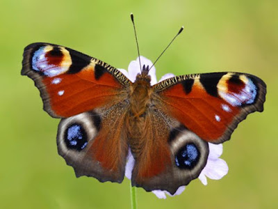 butterfly butterfly