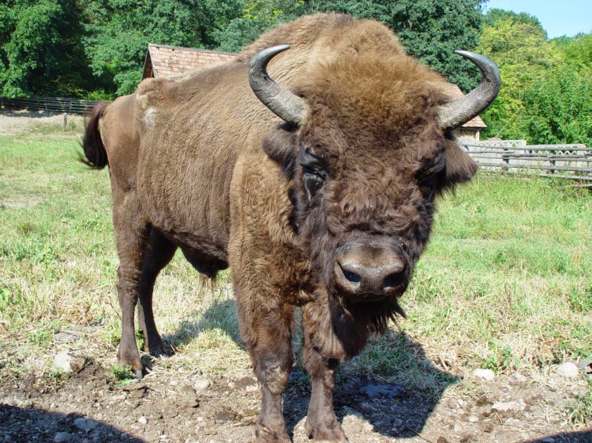 Bison sexual maturity