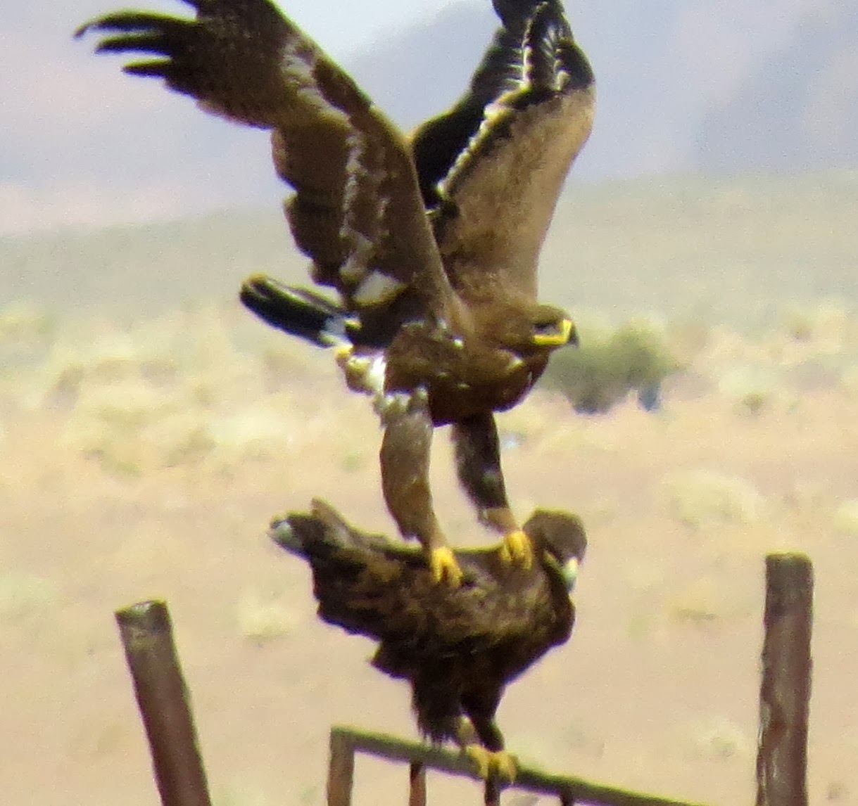 Birding for a Lark 35 steppe eagles in the western desert