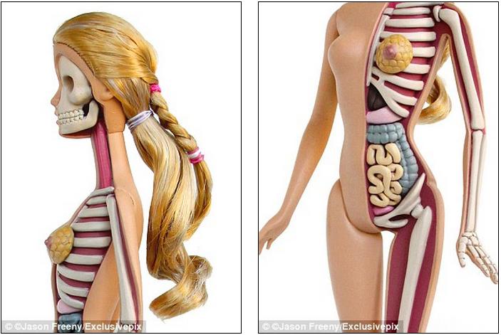 Barbie as you've never seen her before: Anatomical sculpture reveals h...