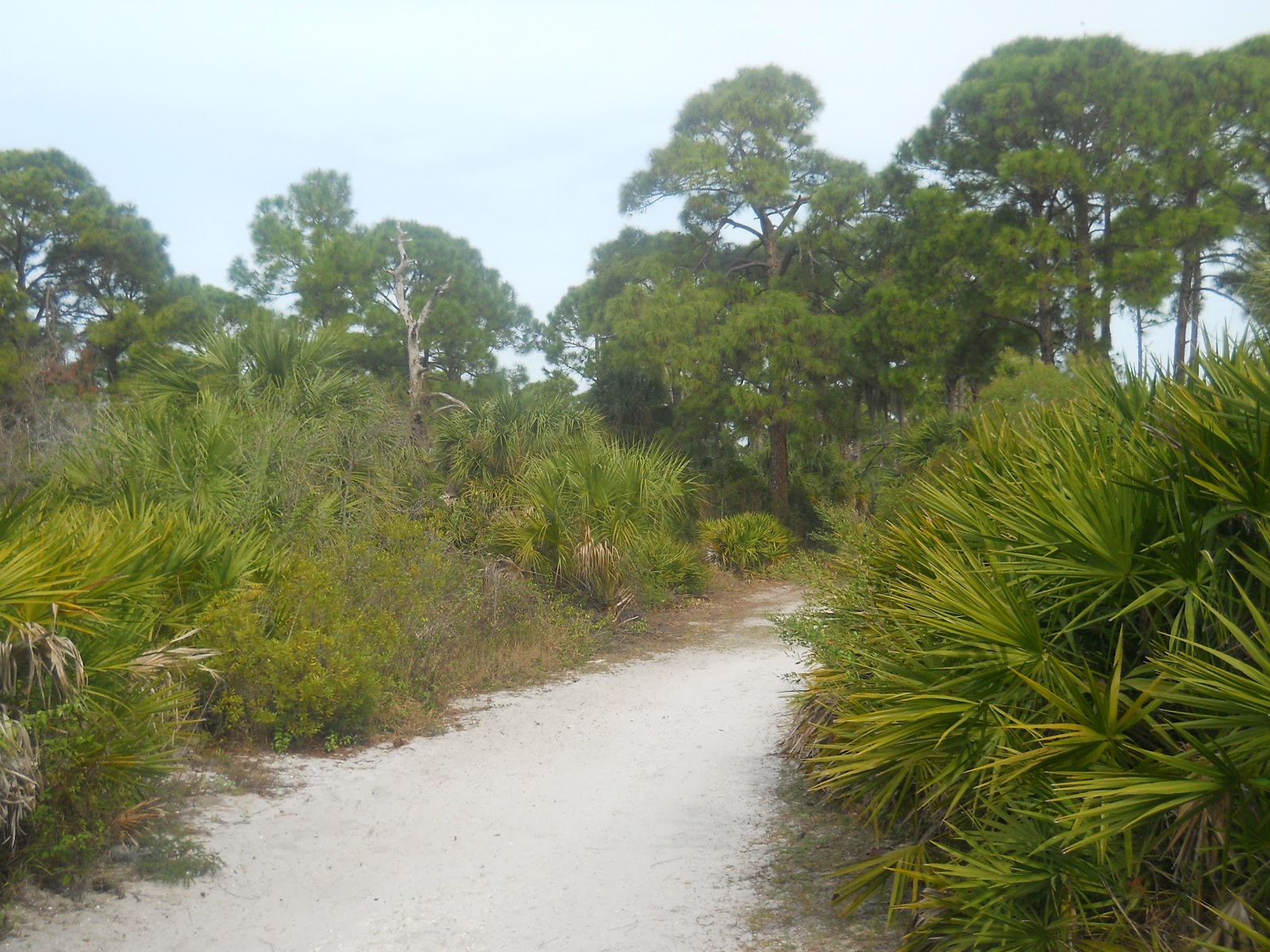 Dave's Hiking Journal Honeymoon Island State Park, 2/5/12