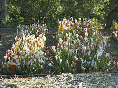 Crimson pitcher plant - Sarracenia leucophylla grow and care