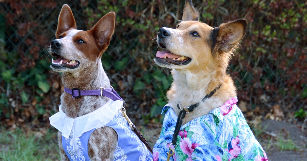 The Dog Geek: Australian Cattle Dogs Are Monsters, You Don't Want One