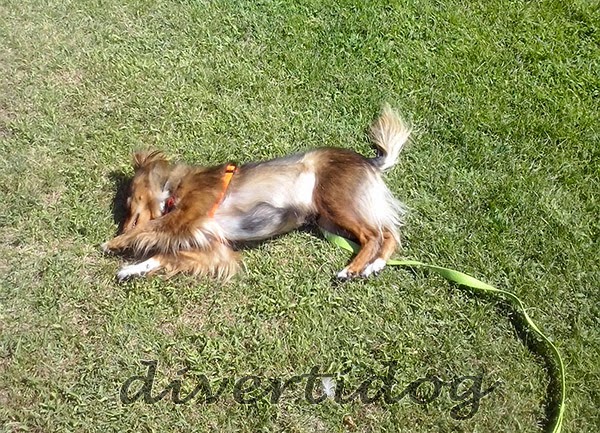 Perra juega y se revuelca en la hierba del parque