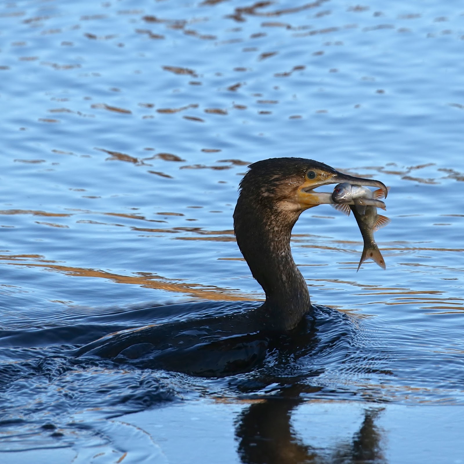 TrogTrogBlog Bird of the week Cormorant