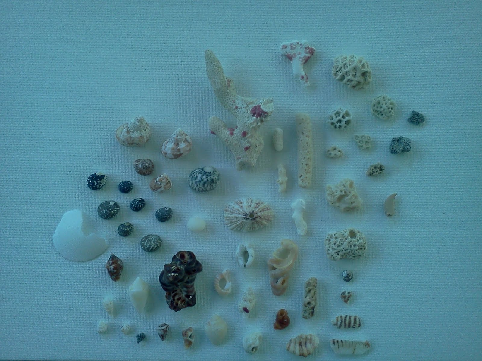 Confetti Monster Schemes: Sint-Maarten Shell Collection