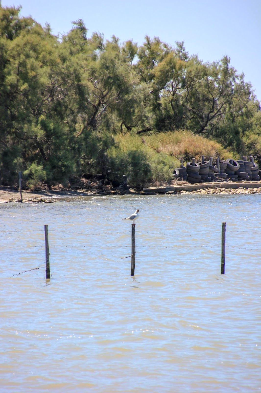 Parc National de la Camargue