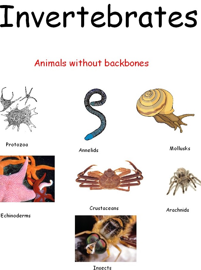 Effective and Creative Lesson Plans ! For Teachers By Teacher: Lesson Plan  of Classification & Characteristics of Animals(Vertebrates and  Invertebrates)