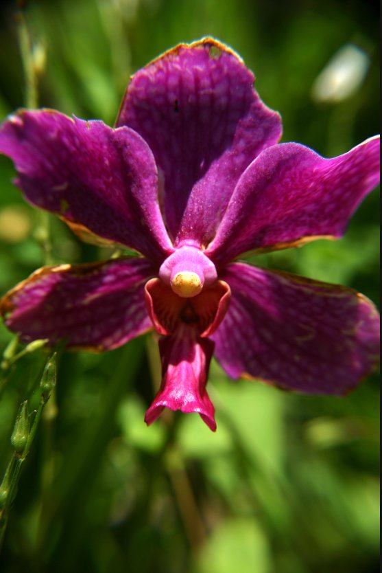 El Viajero Discover Why Zamboanga is dubbed as the CITY OF FLOWERS