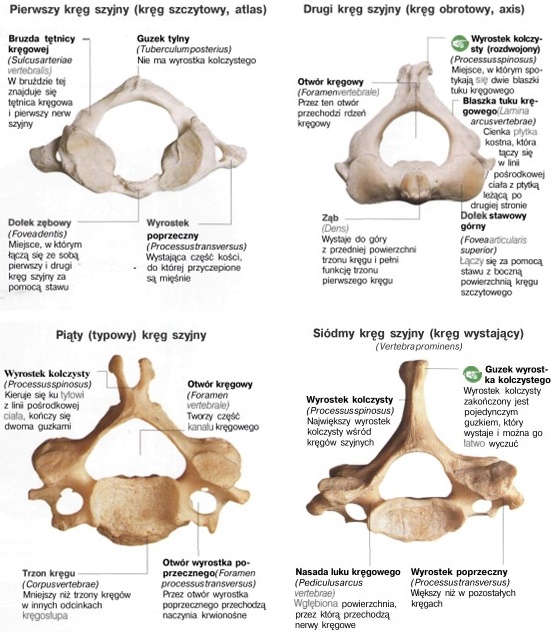 Ile Kręgów Szyjnych Ma żyrafa Ściąga z anatomii - kręgosłup - Człowiek i zdrowie