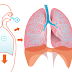 Exercícios Sobre Sistema Respiratório 
