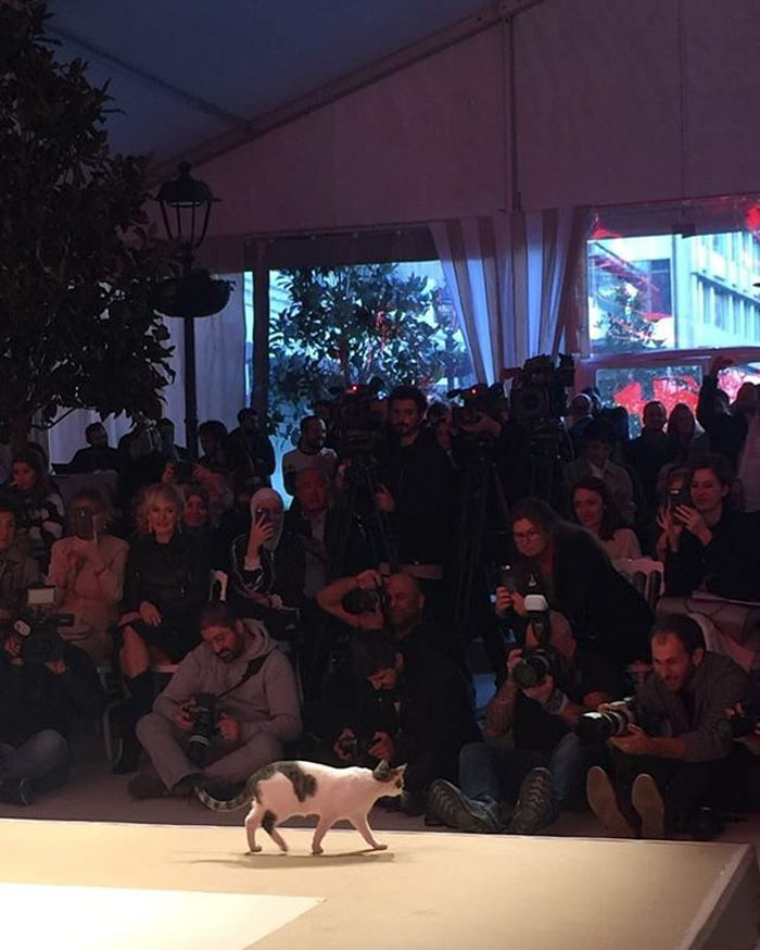 Cat Gave A Whole New Fascinating Meaning To A Fashion Show When It Randomly Joined The Catwalk Cat Gave A Whole New Fascinating Meaning To A Fashion Show When It Randomly Joined The Catwalk
