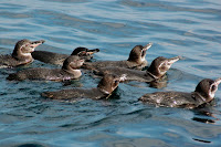 Penguins Swimming