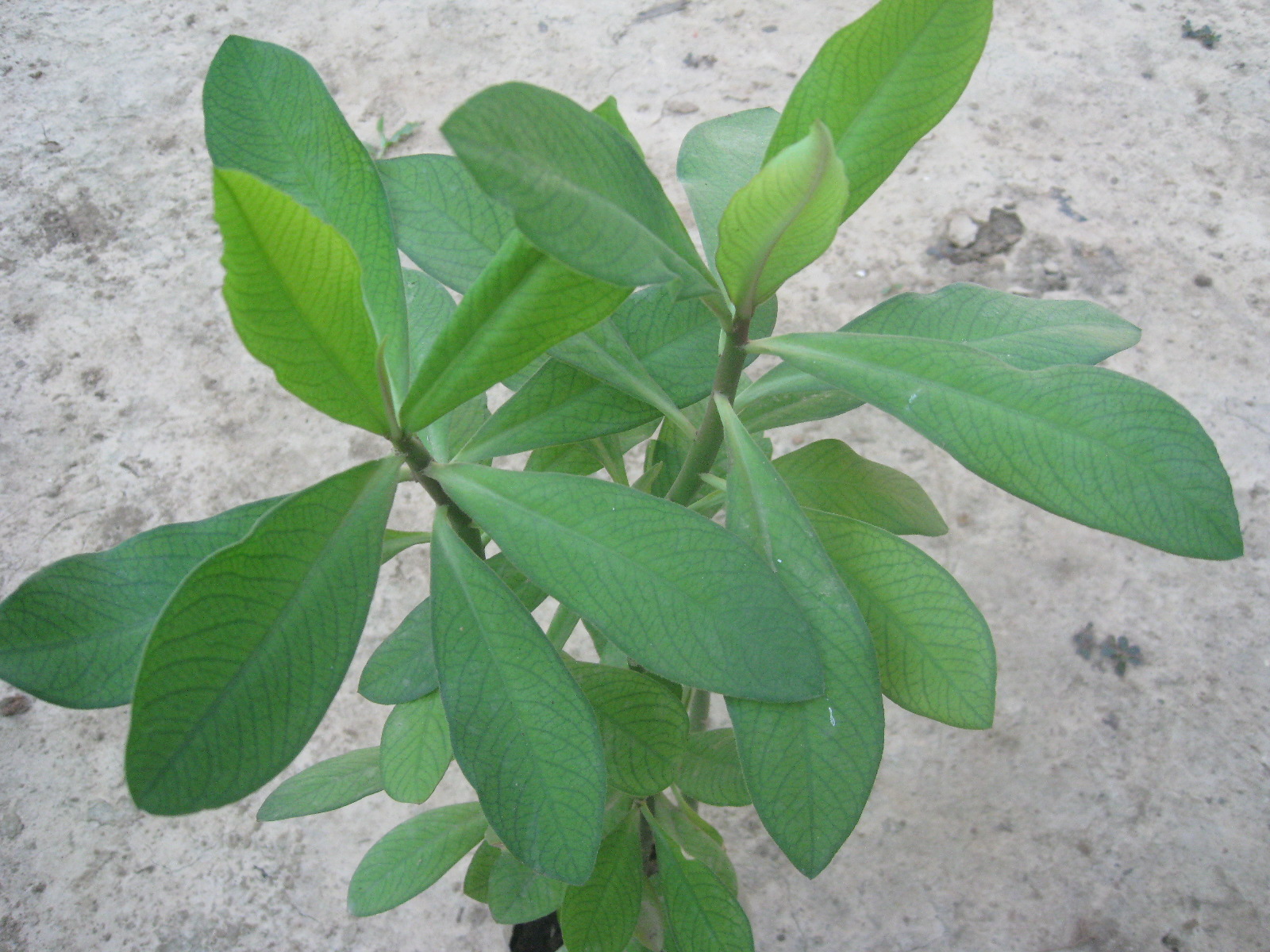 Hoja de te rojo planta medicinal