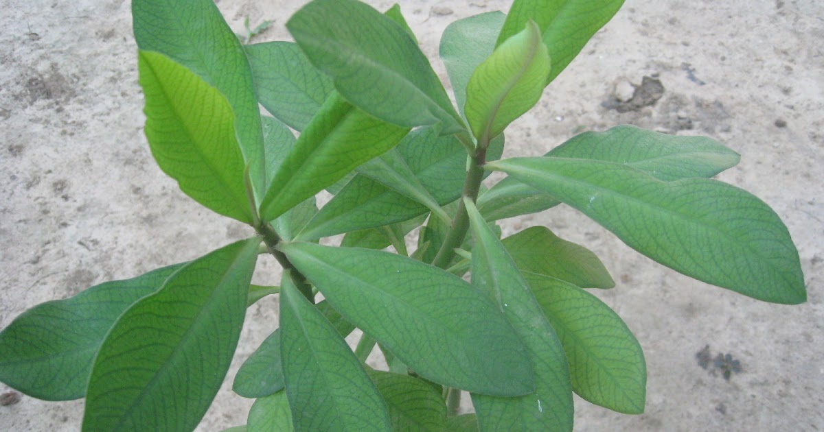 planta medicinal del arbol de la vida