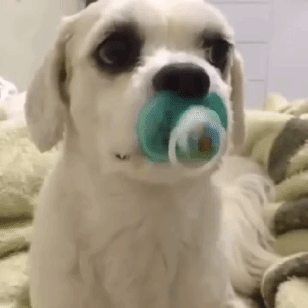 El%2Bperrito%2By%2Bsu%2Bchup%25C3%25B3n.