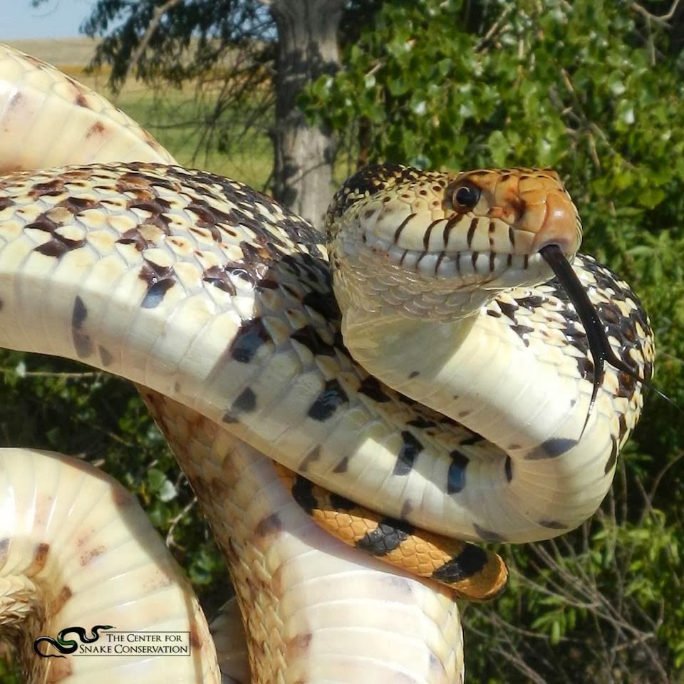 Running With Snakes Snakes Make Me Happy So Why Am I Unhappy