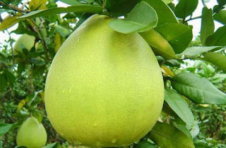 Manfaat Jeruk Bali Manfaat Jeruk Bali Bagi Kesehatan