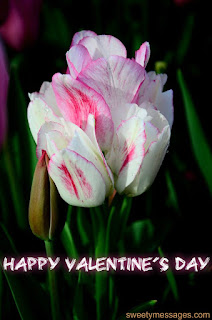 happy valentine day images rose